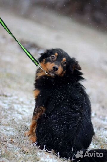 Собака в добрые руки отдам бесплатно
