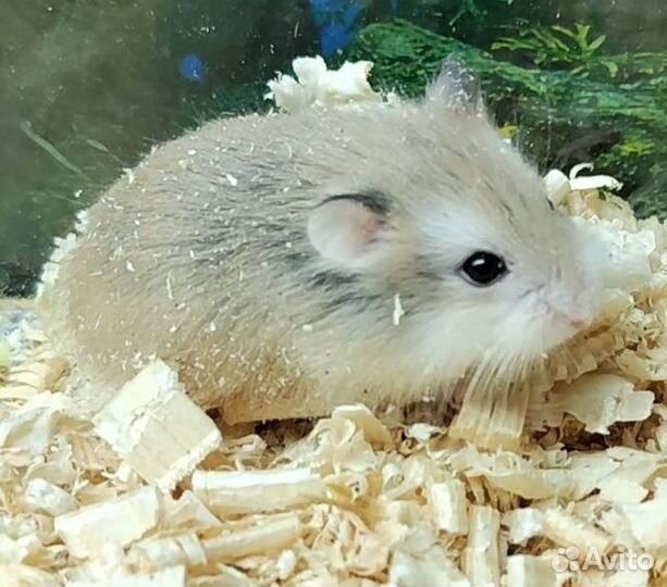 Хомячок Роборовского