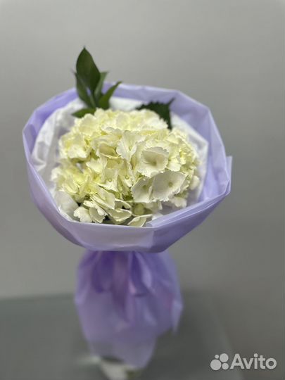 Гортензия в нежной упаковке