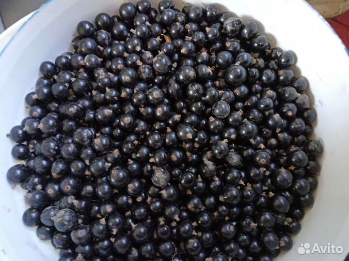 Малина, Смородина