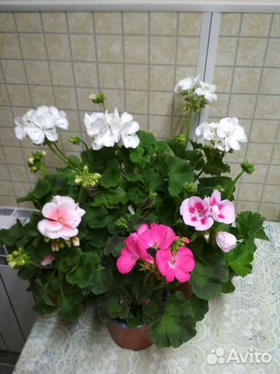 Комнатные герани