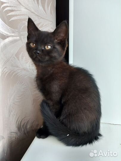 Кошки в добрые руки бесплатно