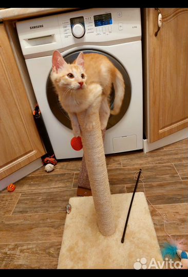 Котик в добрые руки бесплатно