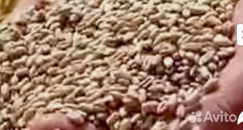 Пшеница 4 класс