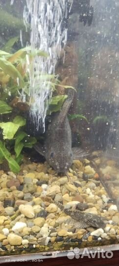 Аквариум с тумбой 160л и 28л