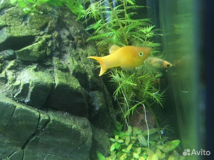 Креветки Вишни, аквариумные растения