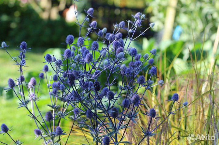 Многолетники для сада (флокс, клематис тд)