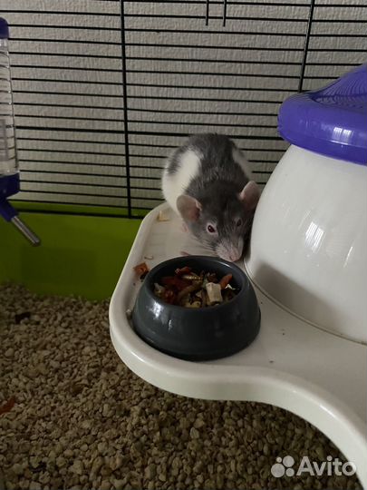 Декоративные крыски