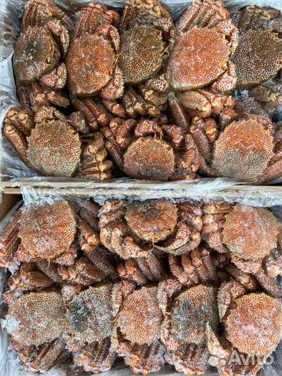 Краб волосатик