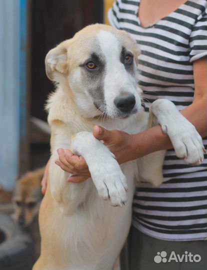 Рослый щенок, девочка, 7 мес