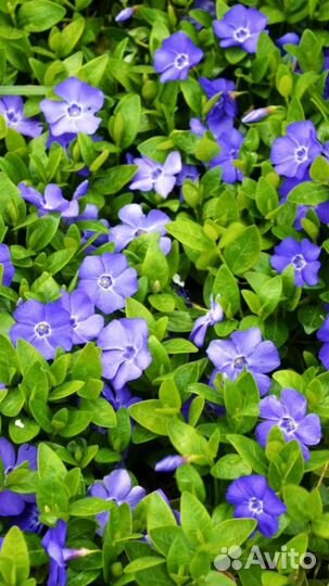 Барвинок зелёный ковёр