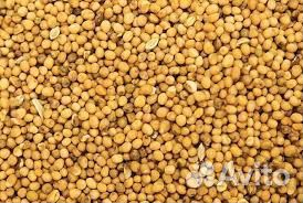 Семена белой горчицы