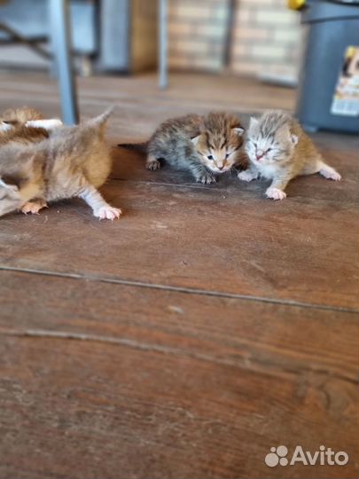 Котята в добрые руки бесплатно коты