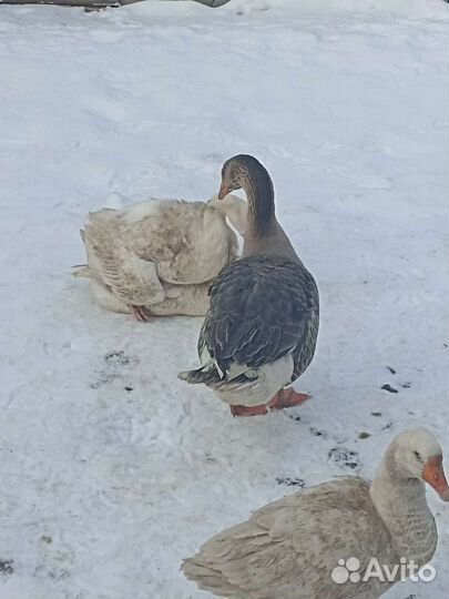 Индоутка мускусная утка. ия гуси линда