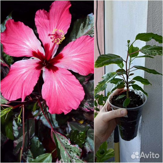Гибискусы сортовые