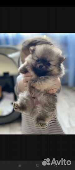 Померанский шпиц