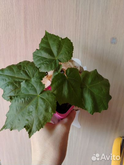 Клен комнатный абутилон