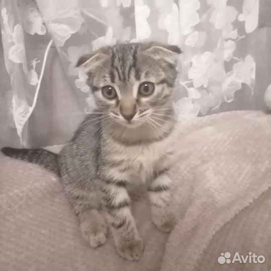 Шотландская вислоухая котята