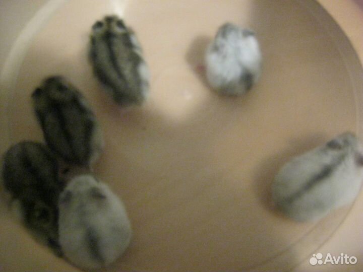 Джунгарские хомяки