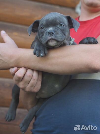 Американский булли покет