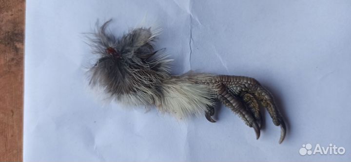 Лапки рябчика