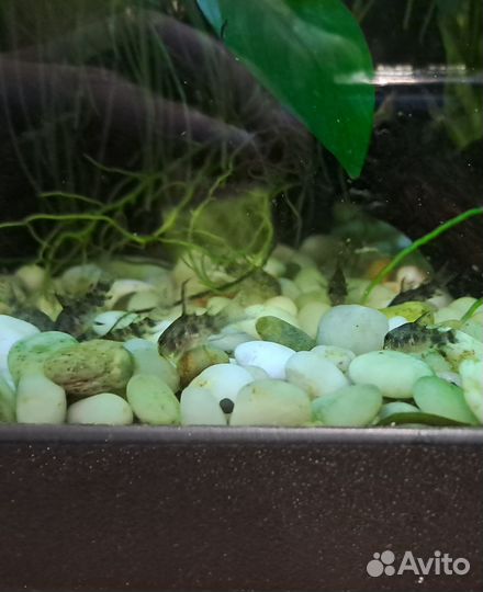 Крапчатый сомик