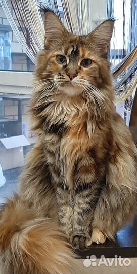 Котята мейн-кун