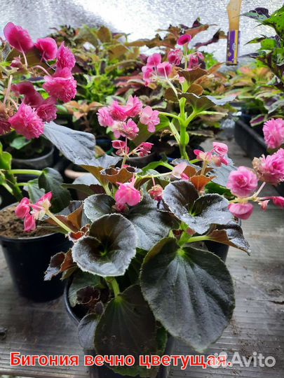 Бигония