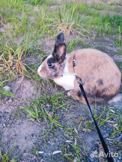 Декоративный кролик