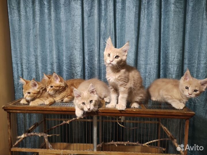 Котята мейн-кун