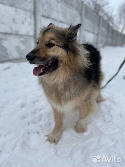 Собака из приюта, помощь приюту, собаки