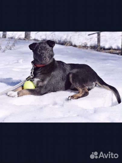 В добрые руки