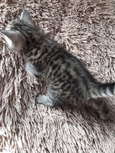 Британские котята