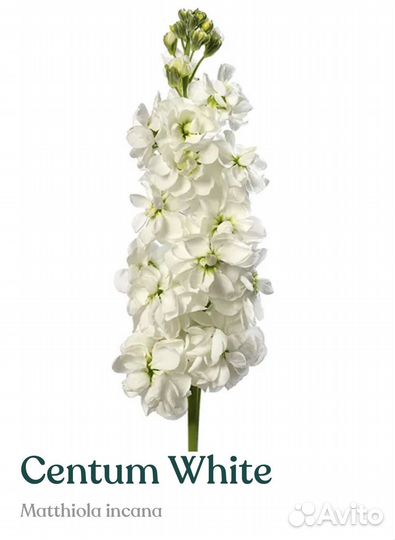 Рассада маттиолы серии Centum