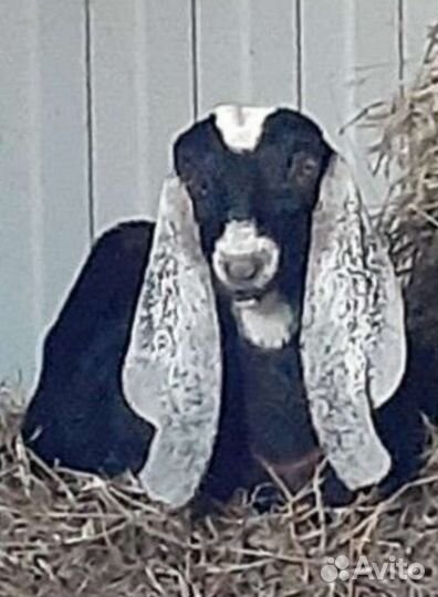 Коза нубийская / камори