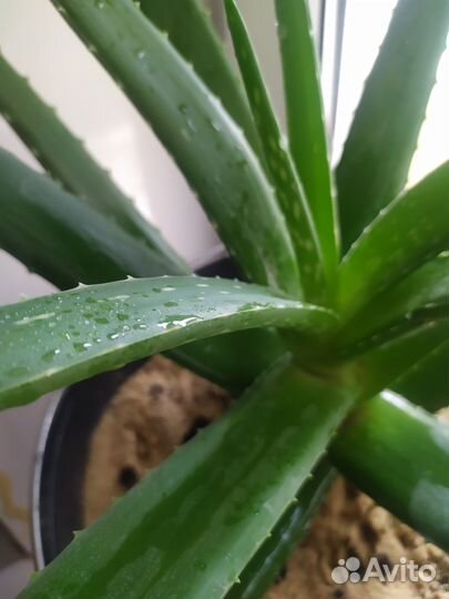 Сортовое лечебное алоэ вера