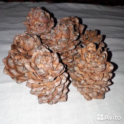 Шишки сосновые