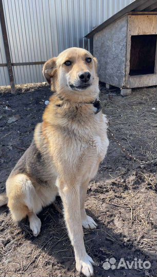 Собака Лора