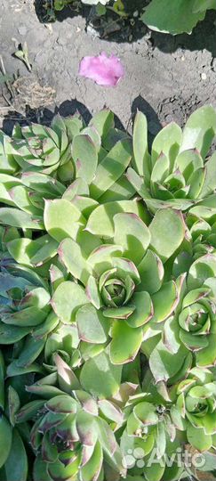 Почвопокровники, флокс шеловидный