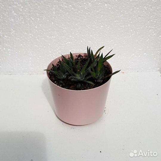 Хавортия полосатая