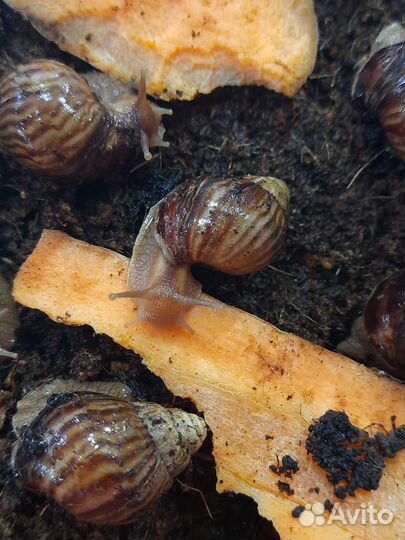 Улитки ахатины