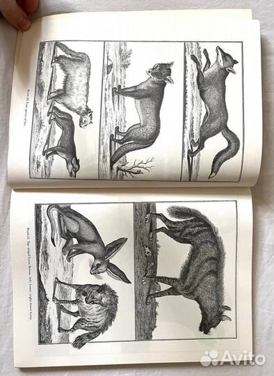 Книга по дизайну Treasury of Animal illustrations