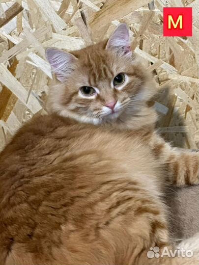 Котики из приюта