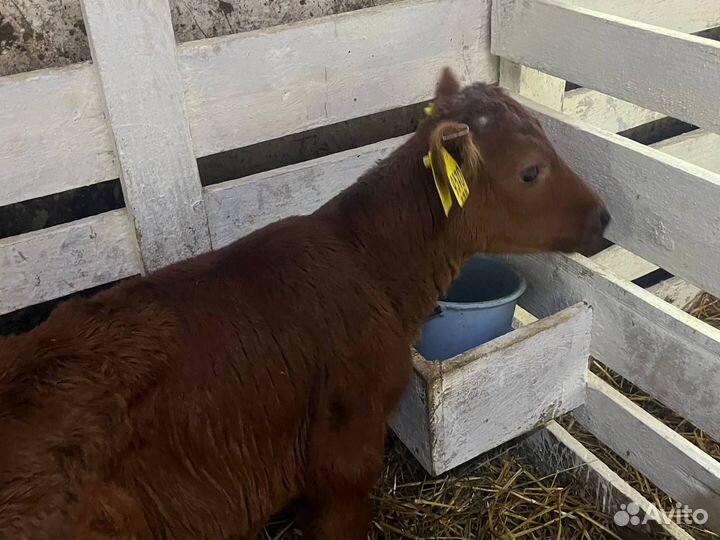 Телята шустрые бычки и телки