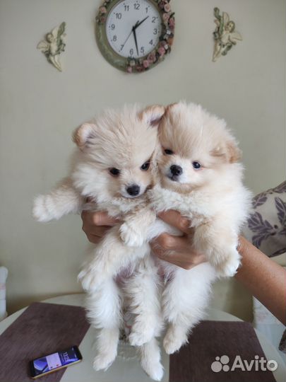 Милашные шпицы