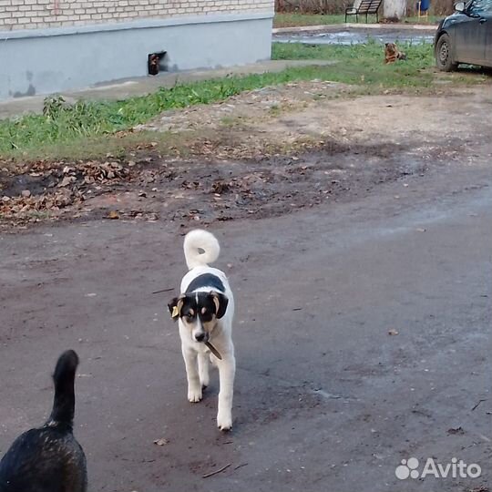 Собака в добрые руки отдам бесплатно