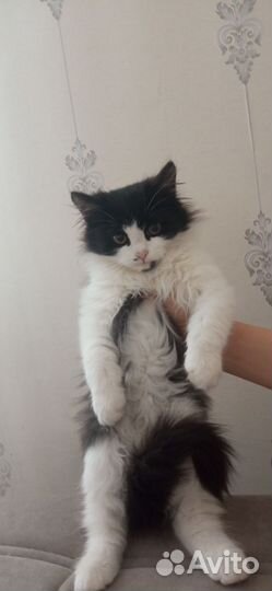 Котенок