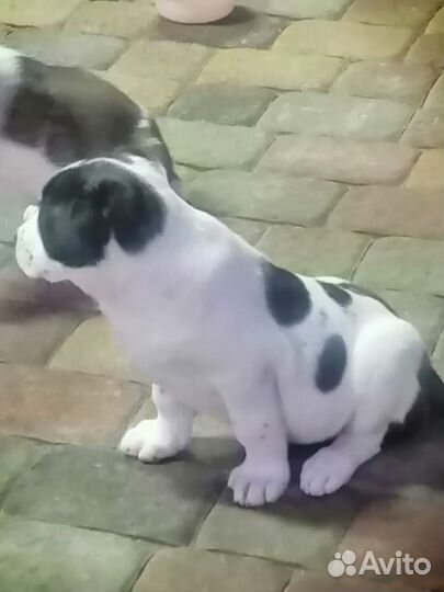 Среднеазиатская овчарка алабай щенки