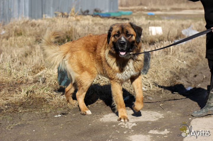 Леонтий мечтает обрести семью