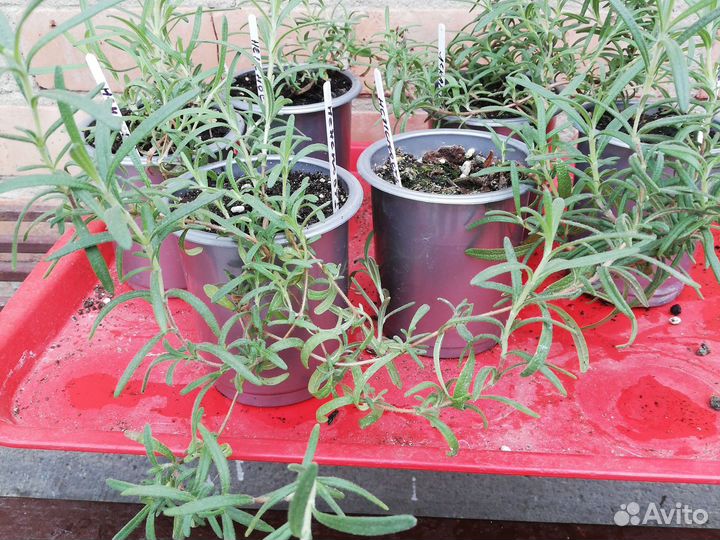 Розмарин. Сорт 